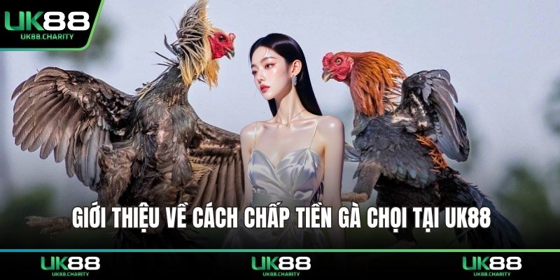 Giới thiệu về cách chấp tiền gà chọi tại UK88