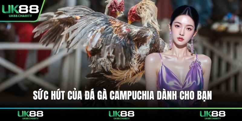 Sức hút của đá gà Campuchia dành cho bạn 