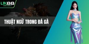Thuật ngữ trong đá gà